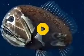 کشف یک ماهی ترسناک با صورتی شبیه هیولا!