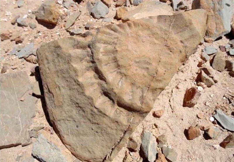 کشف فسیل‌های 40میلیون ساله در نطنز