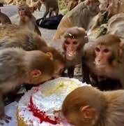 رفتار جالب میمون‌ها هنگام کیک خوردن!