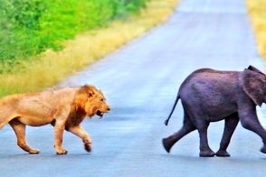شیرها به دنبال شکار فیل کوچولو