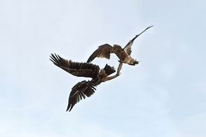 پرواز باشکوه عقاب‌ها بر فراز لواسانات