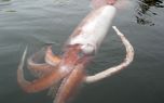 این ماهی‌مرکب غول پیکر آدم‌خوار است! | 1000tar.ir