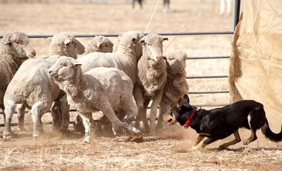 محافظت از گوسفندان توسط باهوش‌ترین سگ دنیا
