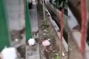 ویدیویی پربازدید از جولان موش‌ها در خیابان‌های قم