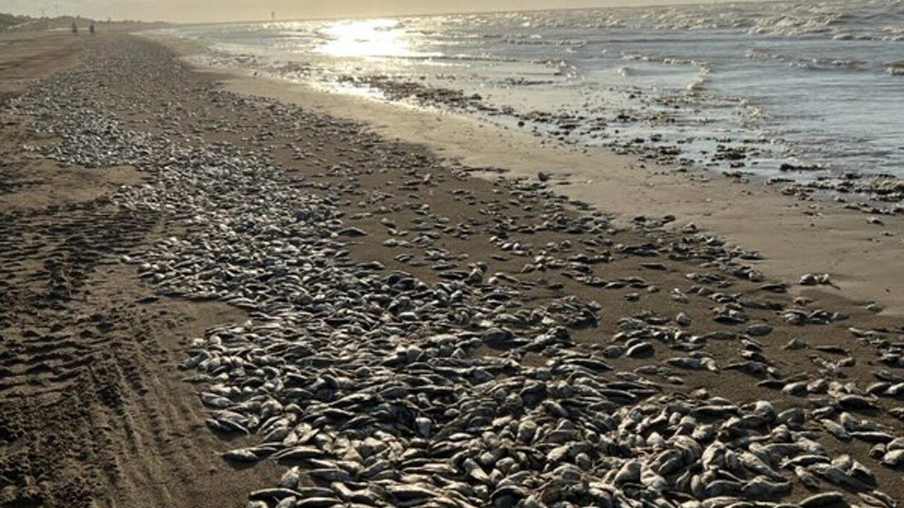 تصاویر وحشتناک از قتل عام هزاران ماهی