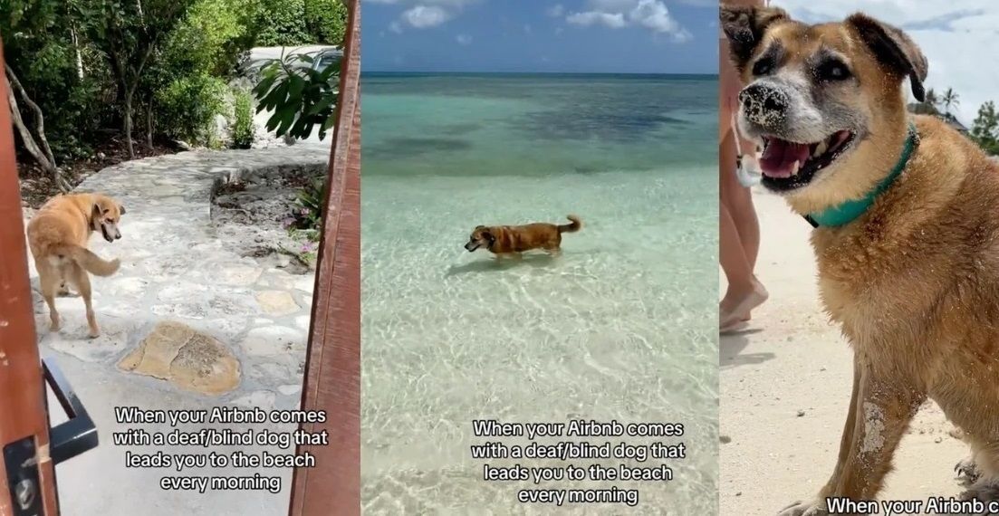  سگی نابینا و ناشنوا که گردشگران را به ساحل می‌برد