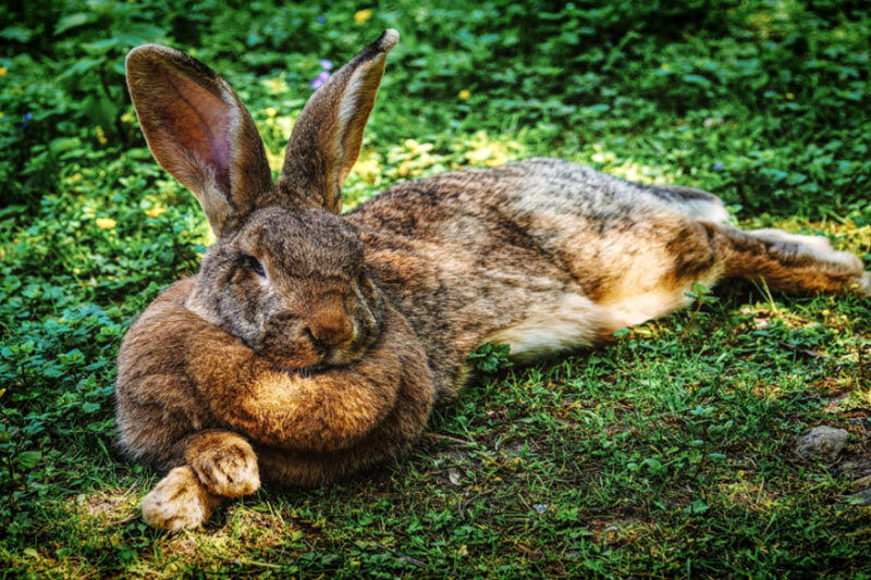 تصاویر باورنکردنی از غول‌پیکرترین خرگوش جهان