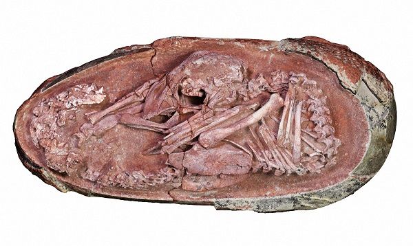 کشف بهترین جنین دایناسور تاریخ در چین