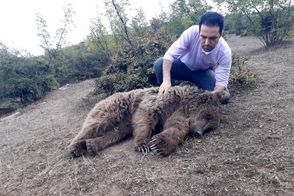 نجات و رهاسازی یک قلاده خرس قهوه‌ای در گیلان 