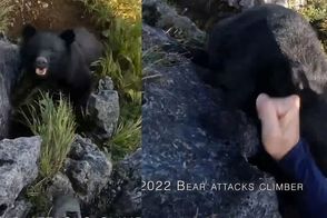 مبارزه نفس‌گیر یک صخره‌نورد با خرس سیاه