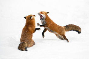 رجزخوانی دو روباه پیش از مبارزه تن‌به‌تن