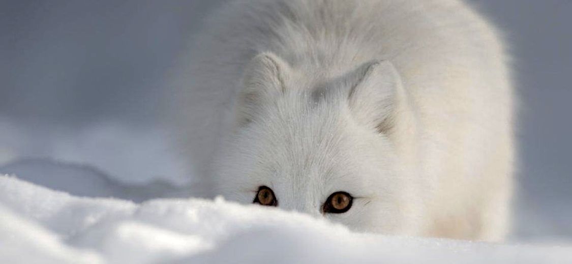 ویدئویی مسحورکننده از یک روباه قطبی حیله گر
