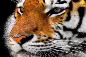 ببرِ آدم‌خوار کشته شد