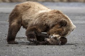 خشم خرس مادر از بازیگوشی فرزندش 