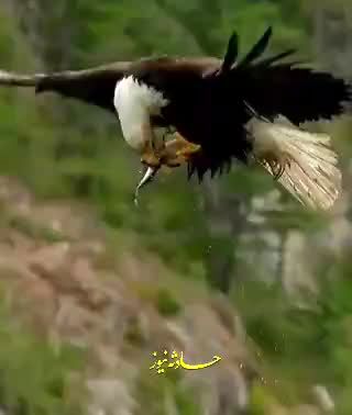  صحنه نادر از عقاب طاس در حال صید ماهی