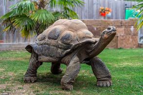 تصاویری از لاک‌پشت غول‌پیکر ۷۰ساله و 8 فرزندش
