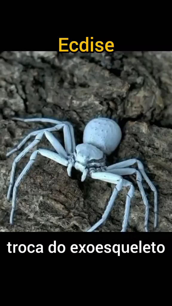 ببینید: لحظه پوست‌اندازی یک عنکبوت مخوف!