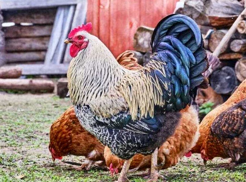 وقتی خروس دیوانه در نقش سگ نگهبان فرو می‌رود!