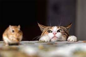 ترس یک گربه به خاطر وحشت از حضور موش!