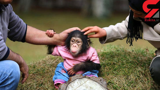 مردی که سرپرستی بچه شامپانزده را قبول کرد