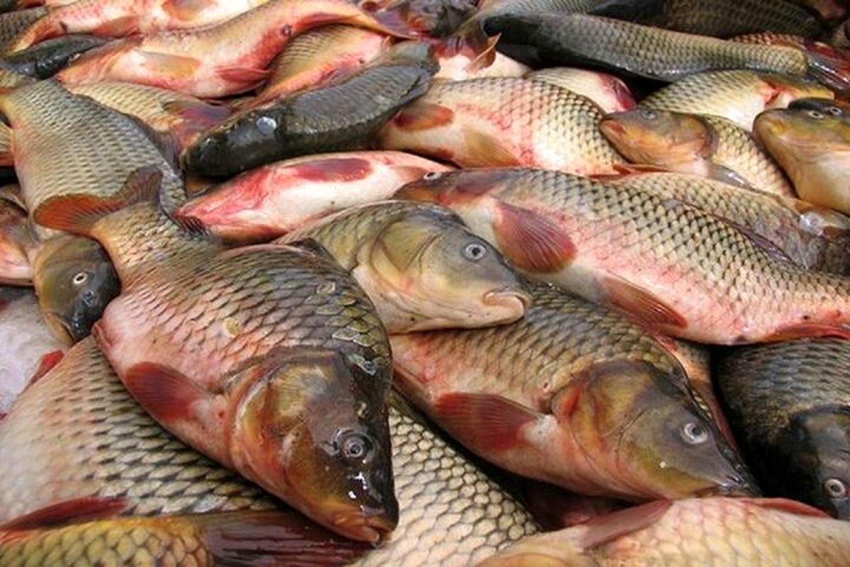 آخرین قیمت پرطرفدارترین ماهی‌ها در بازار