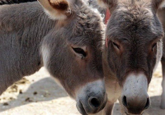 کشف و ضبط محموله ۱۰ رأسی الاغ فاقد مجوز