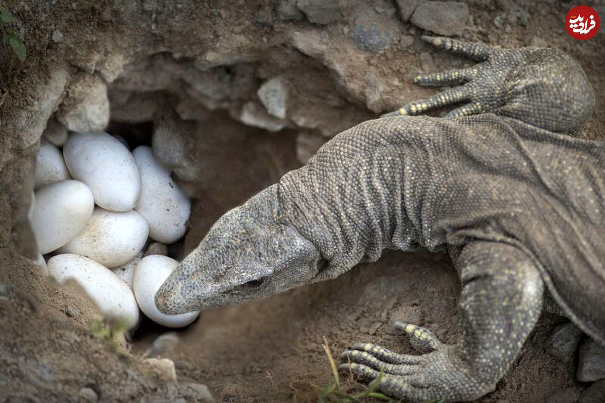 لحظه جالب به دنیا آمدن اژدهای کومودو از تخم 