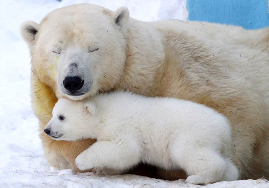 عکس: مهر مادری خرس قطبی