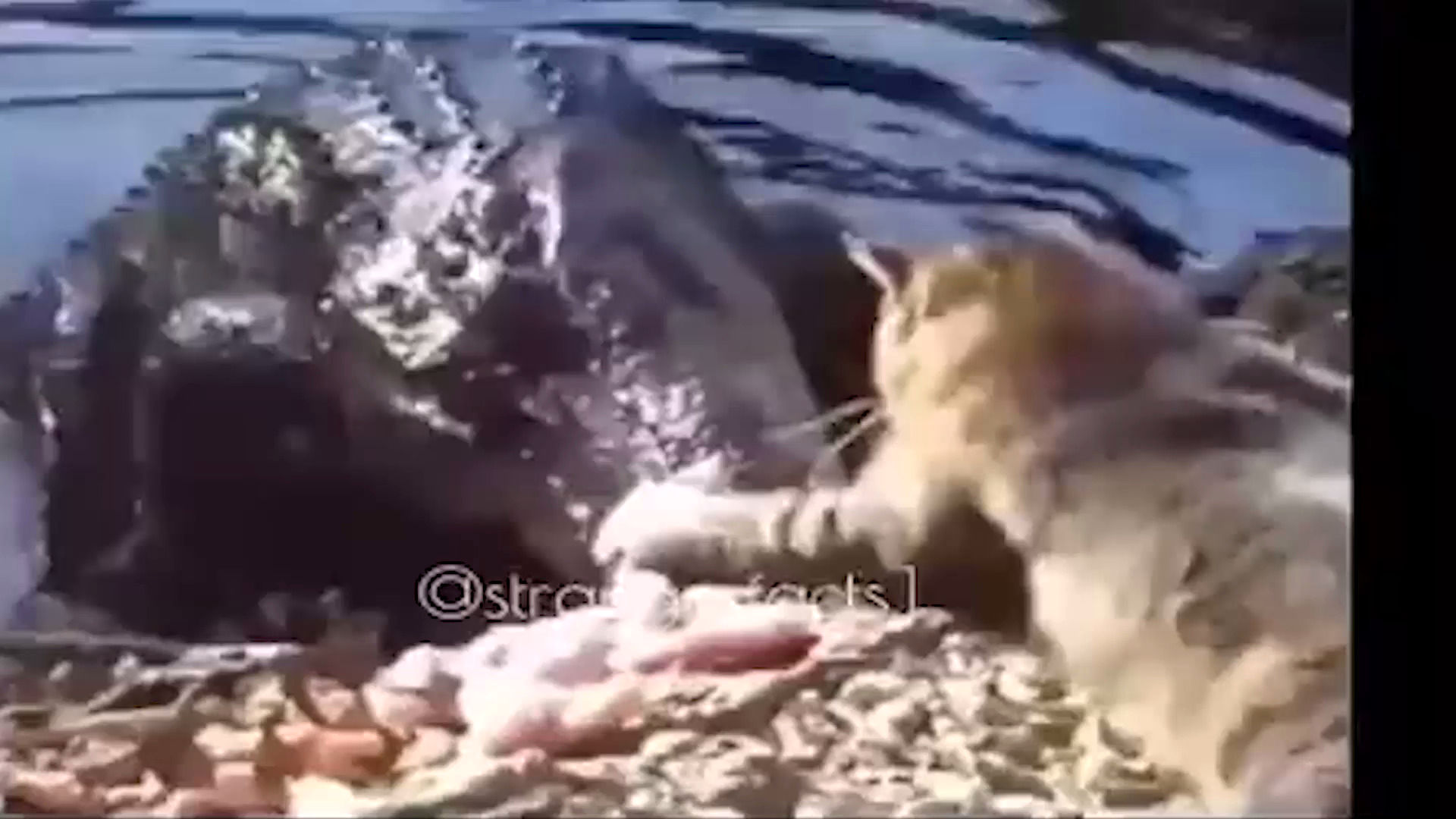 حمله باورنکردنی یک گربه به تمساح برای تصاحب غذا!