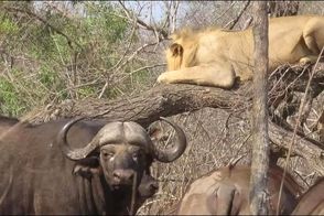 یک شیر از ترس گله گاومیش‌ها به بالای درخت پناه برد