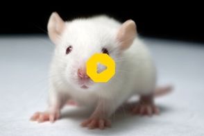 رقصیدن موش‌ها با شنیدن آهنگ ریتمیک!