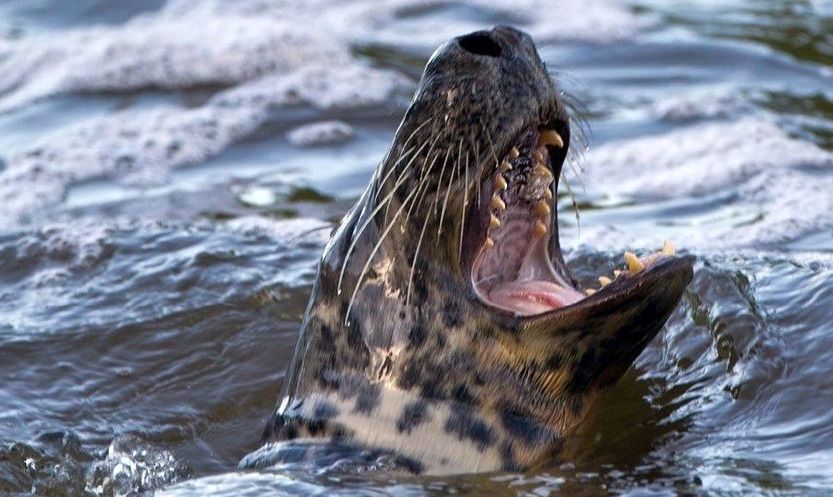 حمله هولناک یک فُک به شناگران در دریای خزر