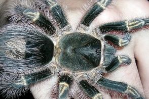 تصاویری از بزرگترین و چِندش‌آورترین عنکبوت‌های دنیا
