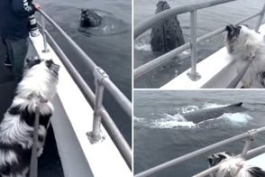 هیجان سگ خانگی از رویارویی با نهنگ گوژپشت