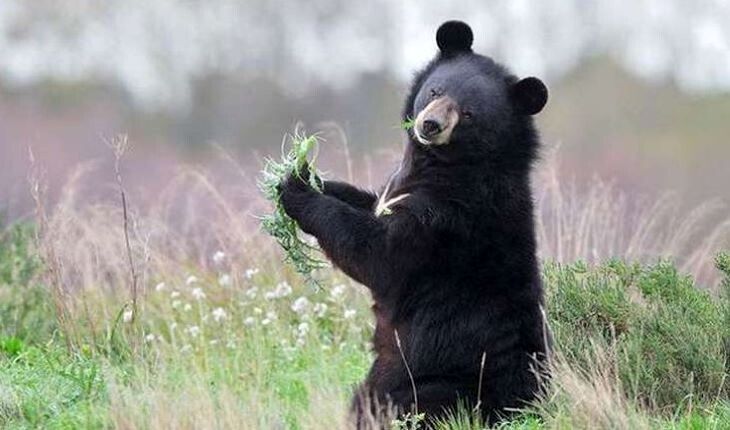 این ۴ خرس سیاه بامزه در ایران دیده شدند
