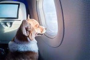حضور عجیب یک سگ بزرگ داخل هواپیما!