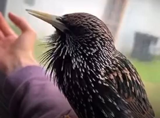 پرنده‌ای که صدای دایناسور را تقلید می کند! 