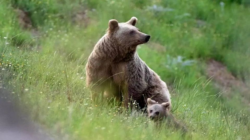 گشت‌زنی خرس مادر و توله‌هایش در سوادکوه