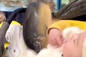 پرش ماهی غول‌پیکر در آغوش یک نوزاد!