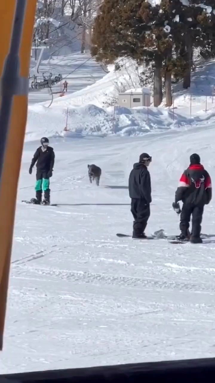 حمله گراز عصبانی به چند جوان در زمینِ اسکی
