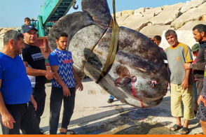 صید ماهی غول‌پیکر از سواحل سوریه