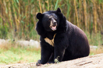 مشاهده 4 قلاده خرس سیاه آسیایی در کهنوج