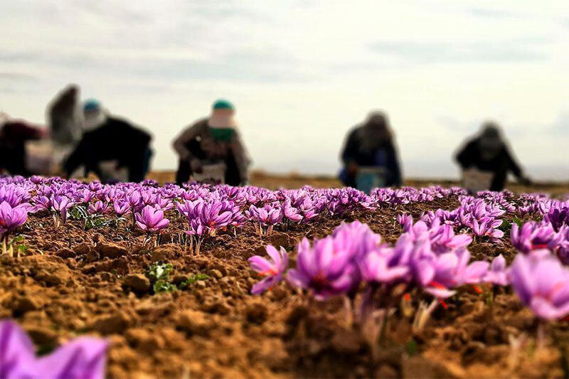 تصاویر هوایی از برداشت زعفران در خراسان