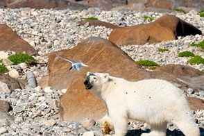 لحظه بالا رفتن خرس قطبی از صخره‌ها برای شکار