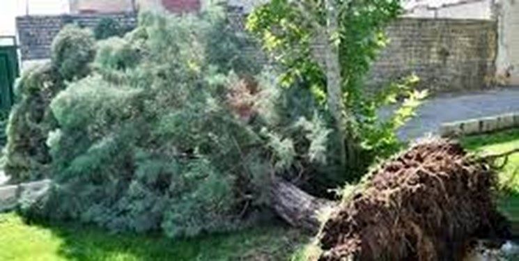 سقوط درخت زن ۳۵ ساله را به کام مرگ کشاند