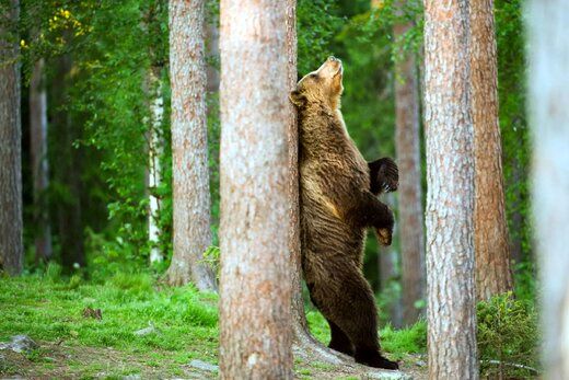 چرا خرس‌ها خودشان را به درختان می‌مالند؟