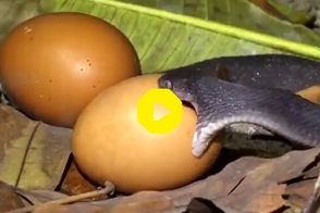 تلاش غیرقابل باور یک مار برای بلعیدن تخم‌مرغ