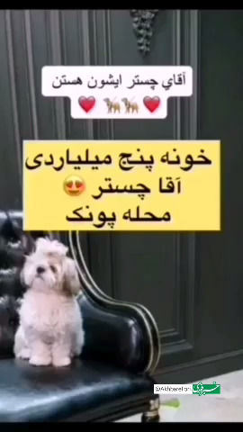 خرید خانه ۵ میلیاردی برای سگی به اسم چستر در تهران!