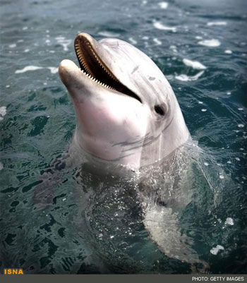 دلفین‌ها، جنین زنان باردار را می‌بینند!