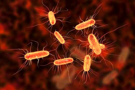 وجود بیش از ۷۰هزار باکتری در بدن انسان